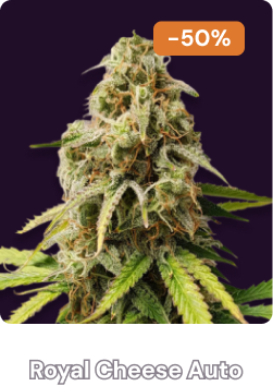 Royal Cheese Auto halloween-4